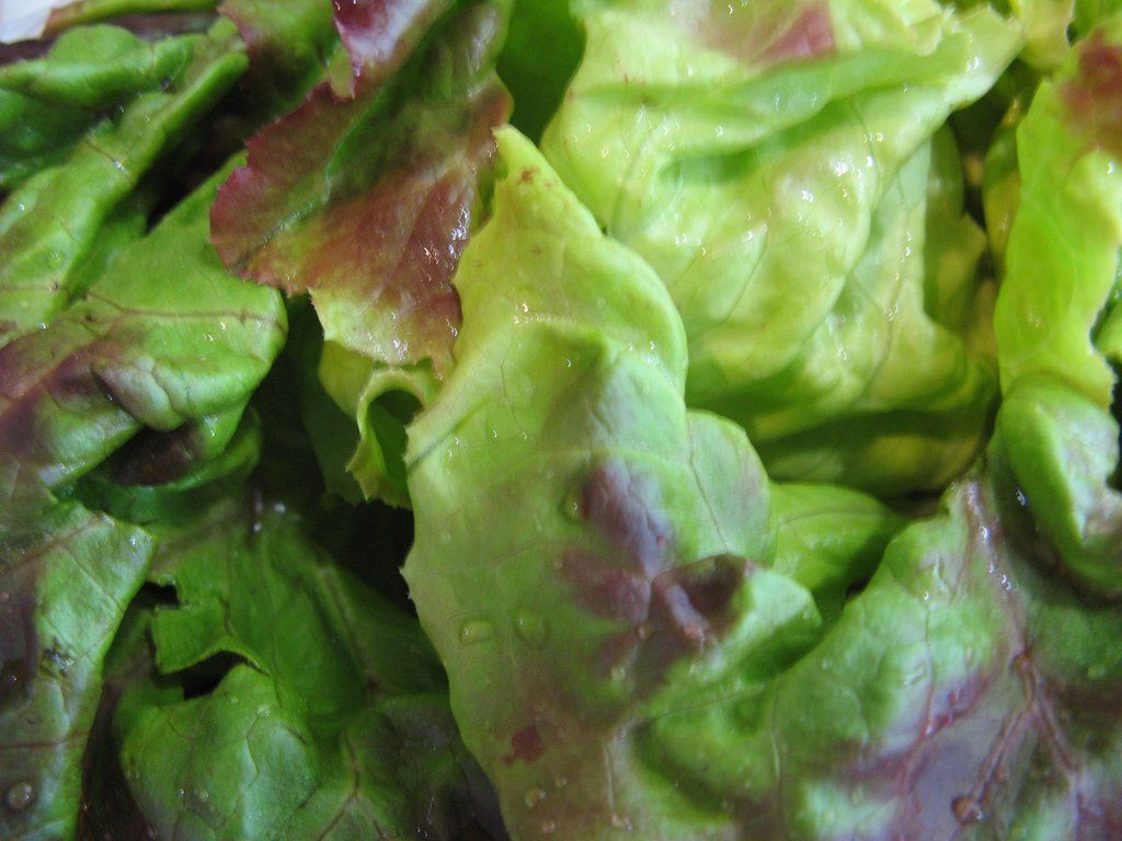 7-leaf-lettuce