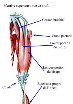 biceps anatomie