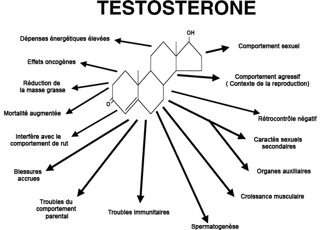 testostérone