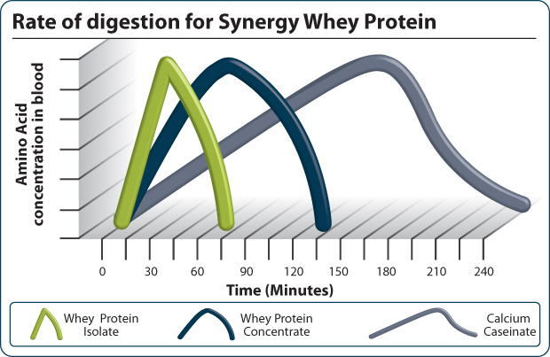 vitesse proteine 